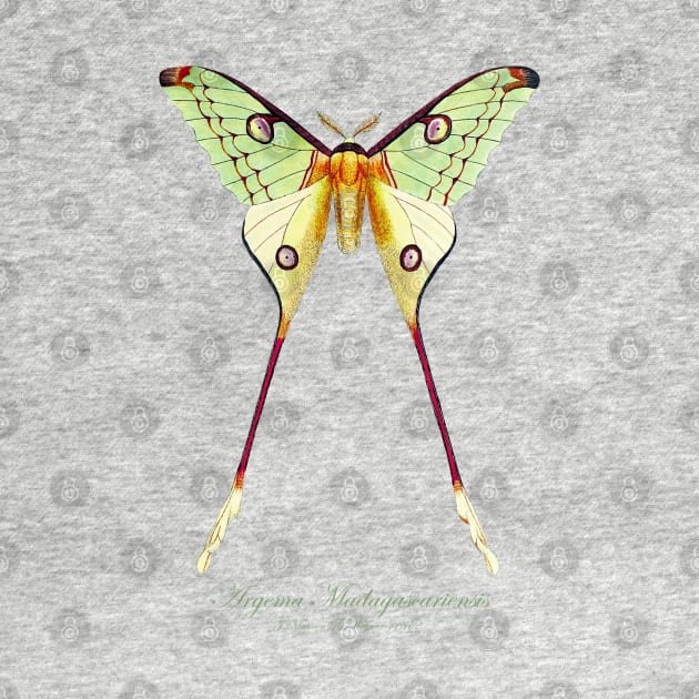 Moth - Comet Moth or Madagascan Moon Moth aka Argema Madagascariensis or Argema Mittrei by SPJE Illustration Photography